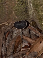 Sanguinoderma rugosum