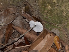 Sanguinoderma rugosum