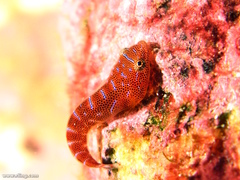 Cochleoceps orientalis