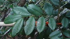 Zanthoxylum petiolare