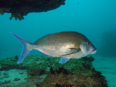 Nemadactylus douglasii