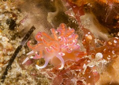 Phyllodesmium poindimiei
