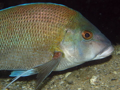 Nemadactylus douglasii