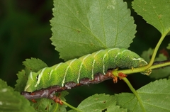 Endromis versicolora