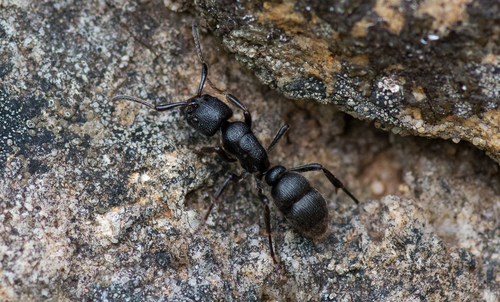 Pseudoneoponera piliventrisPseudoneoponera piliventris
