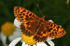 Boloria thore