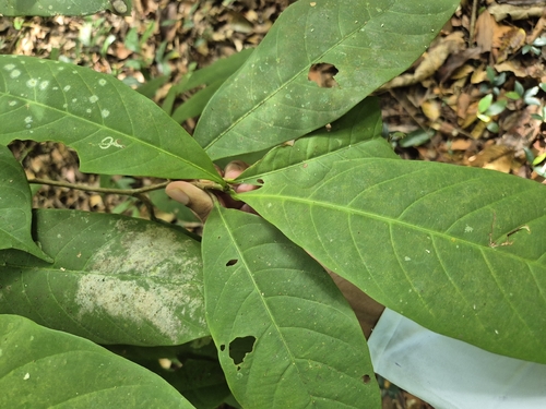 Palaquium obovatum observed 2025-12-20