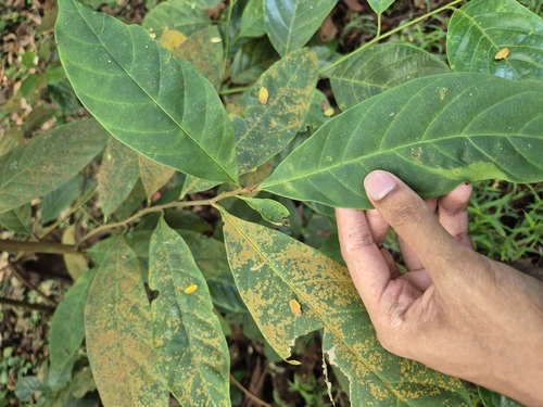 Palaquium obovatum observed 2025-12-20