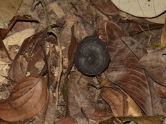 Sanguinoderma rugosum