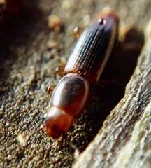 Rhizophagus