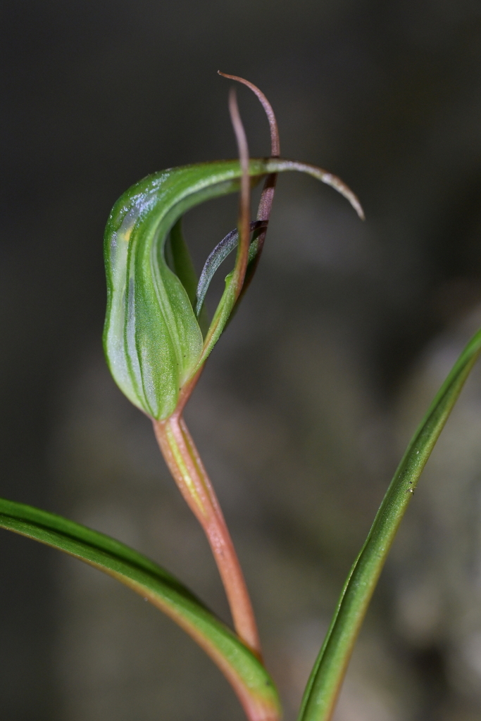 Pterostylis irwinii