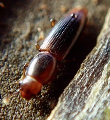 Rhizophagus