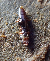 Rhizophagus