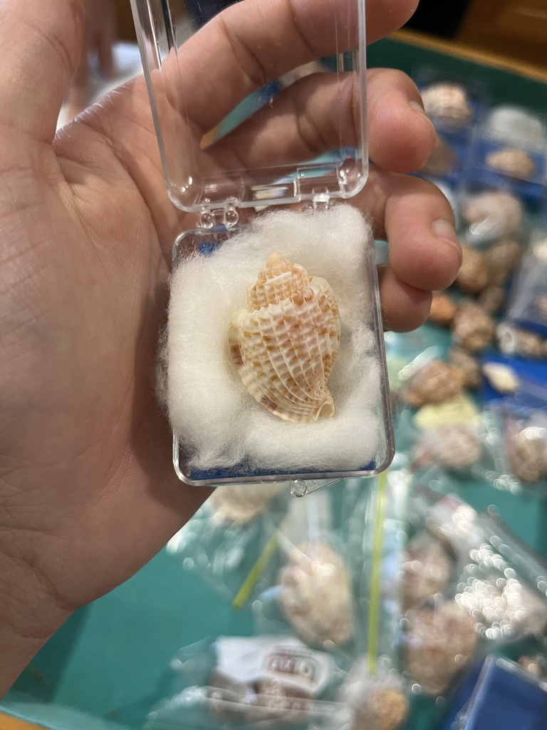 Harpoidea