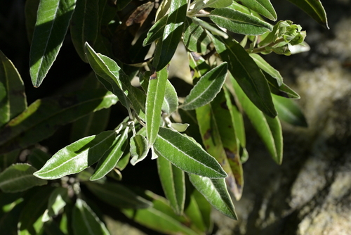 Brachyglottis laxifolia, photograph 6