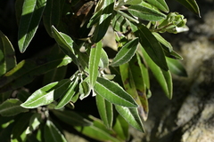 Brachyglottis laxifolia, photograph (c) Christopher Stephens, some rights reserved (CC BY-SA)