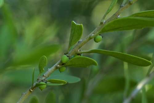 Melicytus obovatus, photograph 5