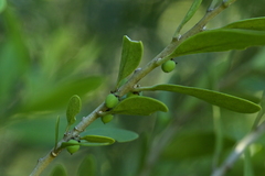Melicytus obovatus, photograph (c) Christopher Stephens, some rights reserved (CC BY-SA)