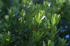 Melicytus obovatus, photograph (c) Christopher Stephens, some rights reserved (CC BY-SA)
