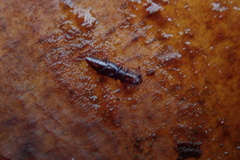 Rhizophagus