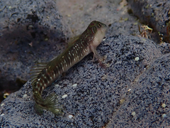 Sailfin Blenny photo 4