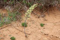 Eriospermum brevipes