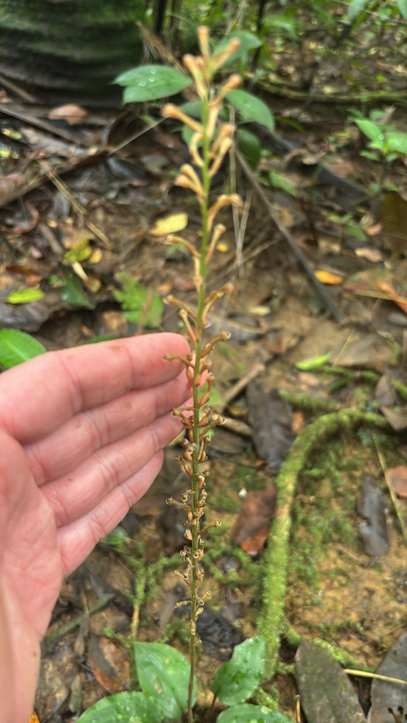 Manniella gustavi