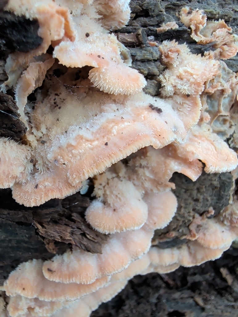 Merulius tremellosus · December 2025 · photo: © vincent_b (iNaturalist, cc-by)