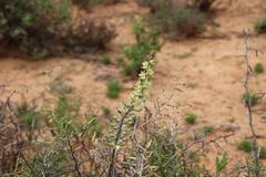 Eriospermum brevipes