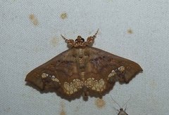 Lopharthrum comprimens