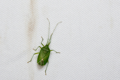 Urolabida