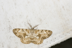 Hypomecis percnioides