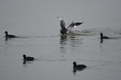 Fulica atra