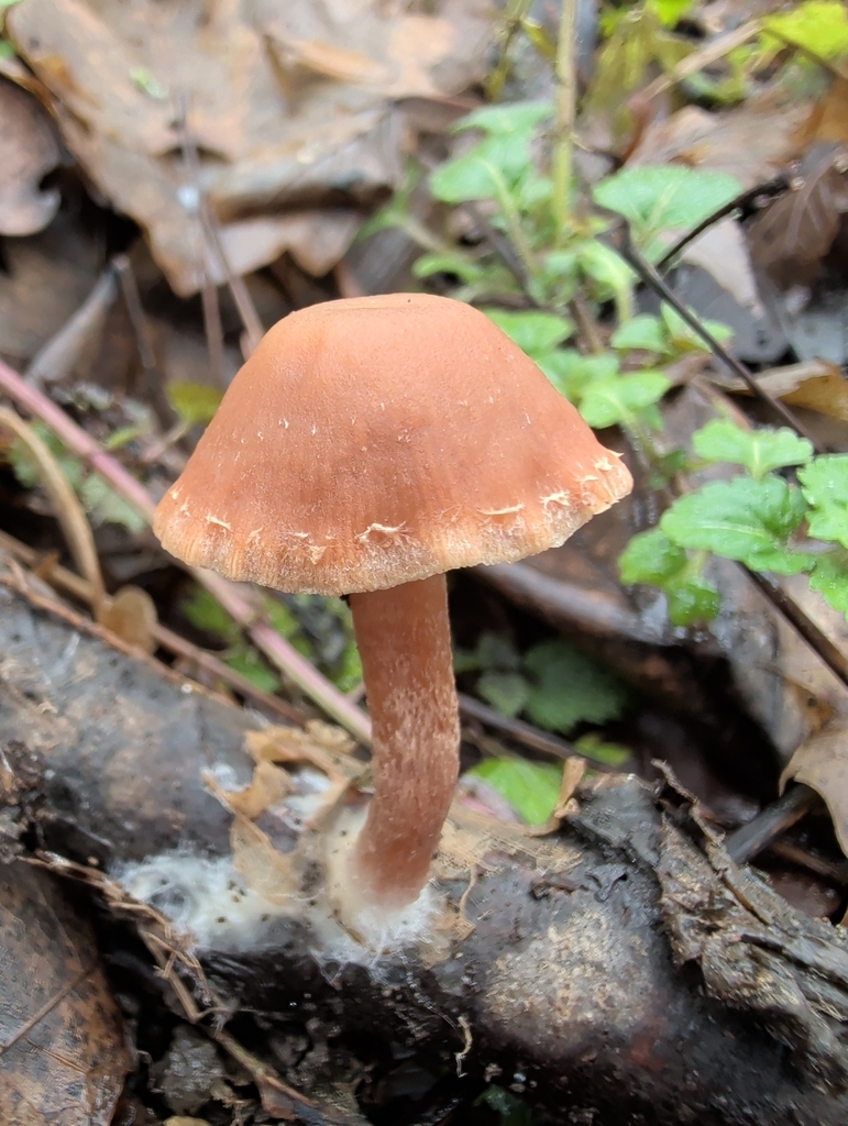 Tubaria furfuracea · December 2025 · photo: © vincent_b (iNaturalist, cc-by)