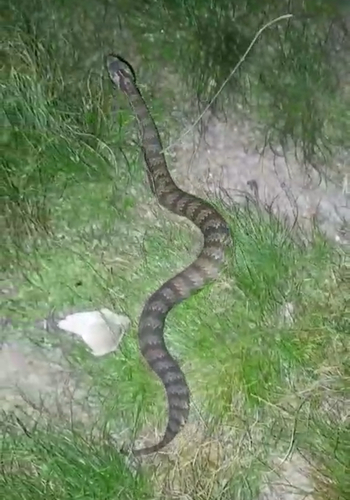 Southern Death Adder sighting