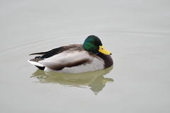 Anas platyrhynchos