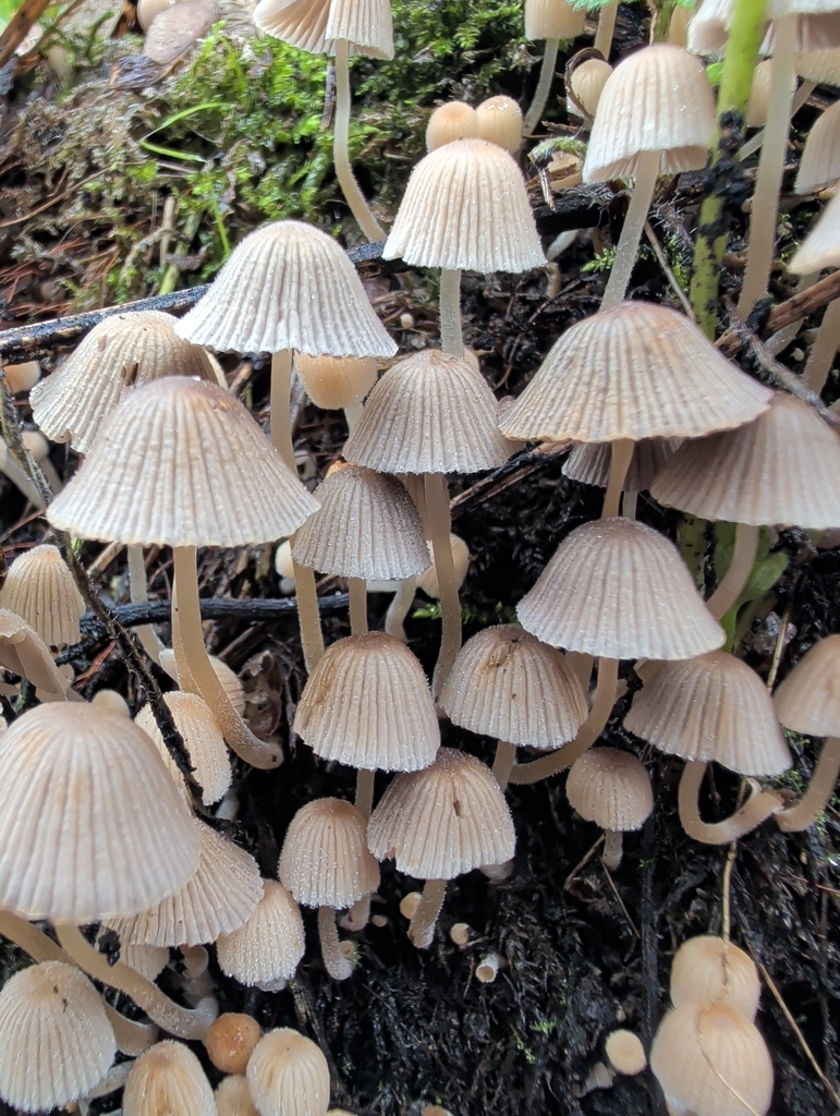Coprinellus disseminatus · December 2025 · photo: © vincent_b (iNaturalist, cc-by)