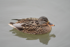 Anas platyrhynchos
