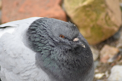 Columba livia domestica