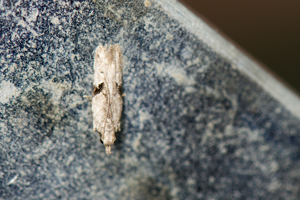 Anarsia isogona