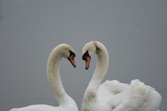 Cygnus olor
