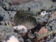 Sailfin Blenny photo 5