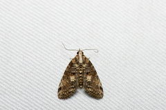 Stictopterinae