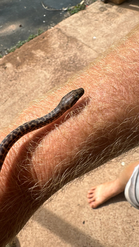 Children's Python sighting