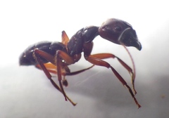 Myrmotarsus