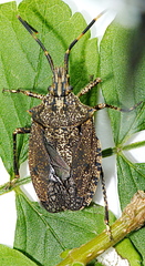 Alcaeus varicornis
