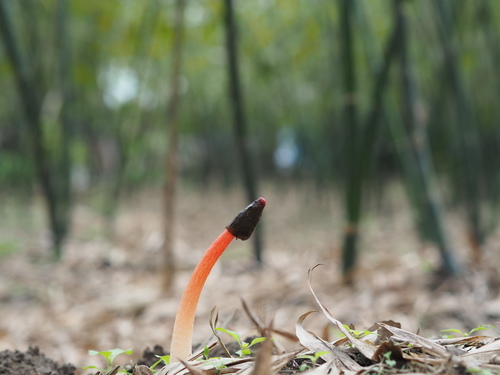 Wrinkly Stinkhorn