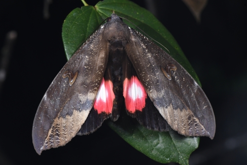 Phyllodes consobrina