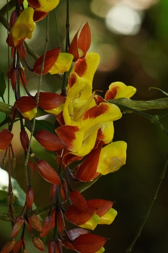Thunbergia mysorensis