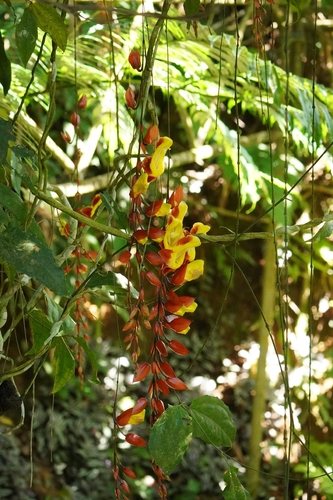 Thunbergia mysorensis